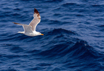 Flying Sea Gull in Blue Sky