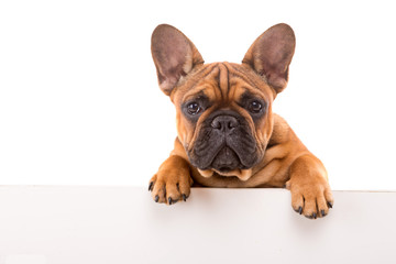 French Bulldog puppy - 92048970