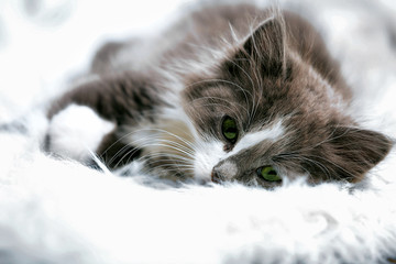 Cute gray kitten on carpet on floor at home