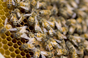 Stock Photo:.Close up of bees in a beehive on honeycomb