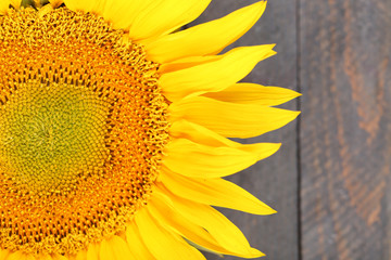 Beautiful sunflower on wooden background