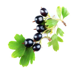 Wild black currant with green leaves isolated on white