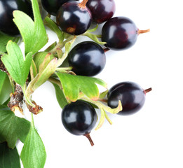 Wild black currant with green leaves isolated on white