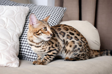 Beautiful Bengal kitten on sofa in room