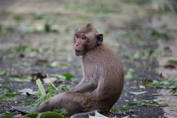 可愛いサル