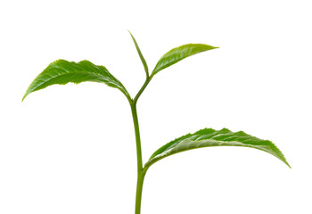 green tea leaf isolated on white background