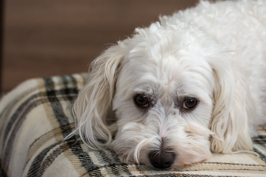 Cute maltezer dog laying on carpet