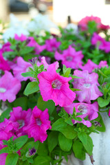 Purple petunia close-up, on light background