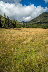 Fototapeta premium Mountain field meadow