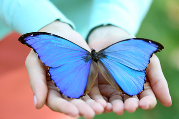 Colorful butterfly in female hand, close-up