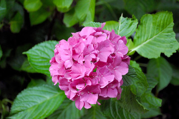 Obraz premium 紫の紫陽花