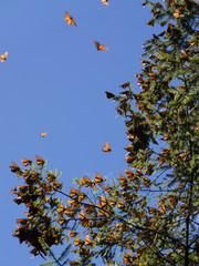 Monarch Butterflies on tree branch in blue sky background in Michoacan, Mexico