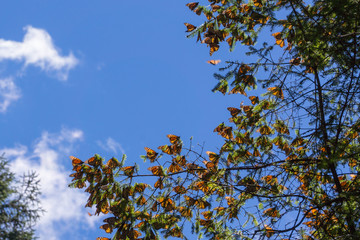 Monarch Butterflies on tree branch in blue sky background in Michoacan, Mexico