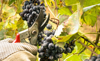 A man with gloves is cutting a cluster of San Giovese grape.