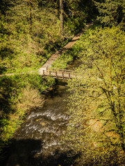 Foot Bridge Forest Path