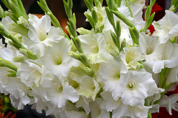 White gladiola flowers floral arrangement
