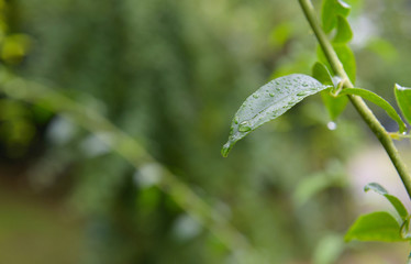 植物