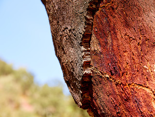 Castellon alcornocal in Sierra Espadan cork trees - Powered by Adobe