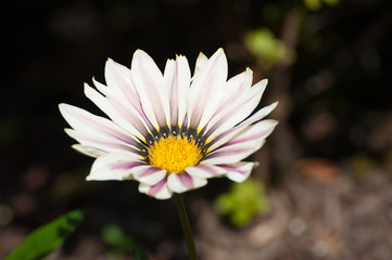 White flower black background