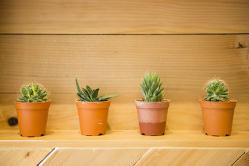cactus in small flower pots