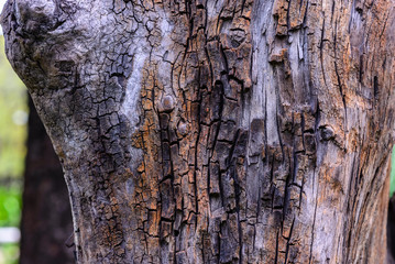 Cracked old tree stump texture.