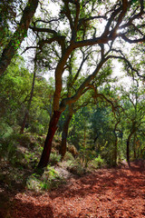 Fototapeta na wymiar Castellon alcornocal in Sierra Espadan cork trees