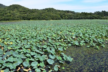 Fototapeta premium ハス畑／山形県の鶴岡市でハス畑を撮影した写真です。