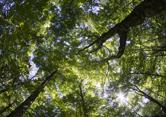Late Summer Tree Canopy Shot With Fish Eye Lens