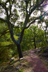 Castellon alcornocal in Sierra Espadan cork trees