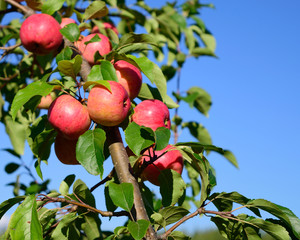 Chestnut Crabapples (Malus 'Chestnut') Ready to be Picked