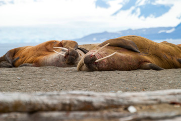 Walruses lying on the shore in Svalbard, Norway