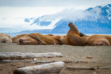 Walruses lying on the shore in Svalbard, Norway