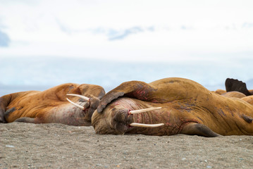 Walruses lying on the shore in Svalbard, Norway