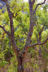 Castellon alcornocal in Sierra Espadan cork trees