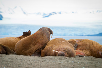 Walruses lying on the shore in Svalbard, Norway