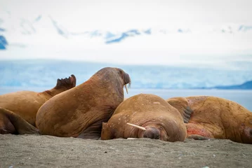 Fotobehang Walruses lying on the shore in Svalbard, Norway © dinozzaver