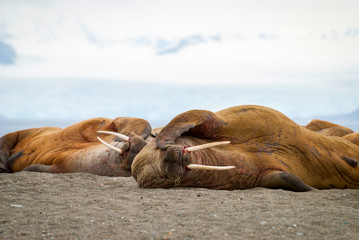 Walruses lying on the shore in Svalbard, Norway