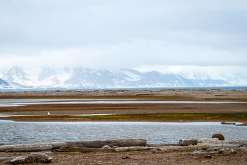 Arctic tundra in summer, Svalbard