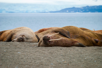 Walruses lying on the shore in Svalbard, Norway