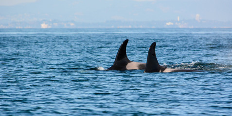 Naklejka premium Orca killer whales pair swimming with dorsal fins