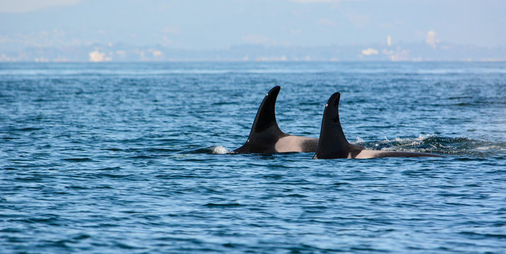 Orca Killer Whales Pair Swimming With Dorsal Fins