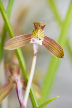 3 Best 春寒蘭 Images Stock Photos Vectors Adobe Stock