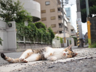 街角の猫