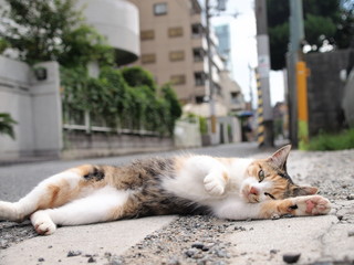 街角の猫