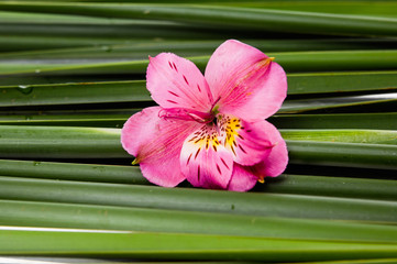 Flower orchid and leaf background