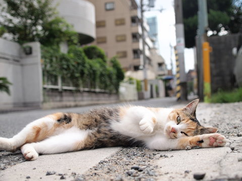 街角の猫」の写真素材 | 491件の無料イラスト画像 | Adobe Stock