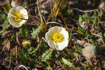 Mountain avens (Dryas octopetala) blossoming during arctic summe