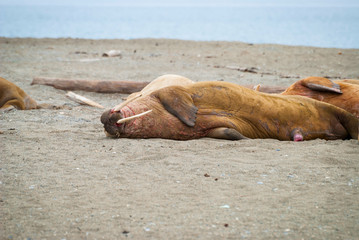 Walruses lying on the shore in Svalbard, Norway
