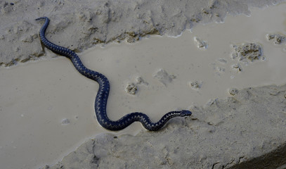 Common European Adder in leaf litter