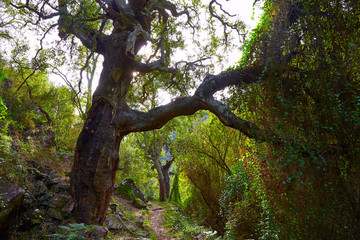 Fototapeta premium Castellon alcornocal in Sierra Espadan cork trees